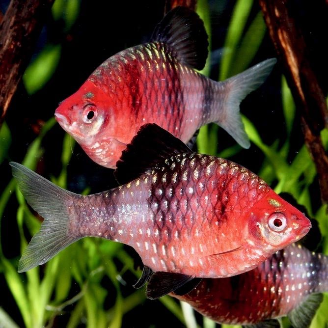 Barbus nigrofasciatus  Purperkop M